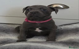 Staffordshire Bull Terrier dogs for sale: LAST 2 BLUE REGIMENT GIRLS  - Image 25