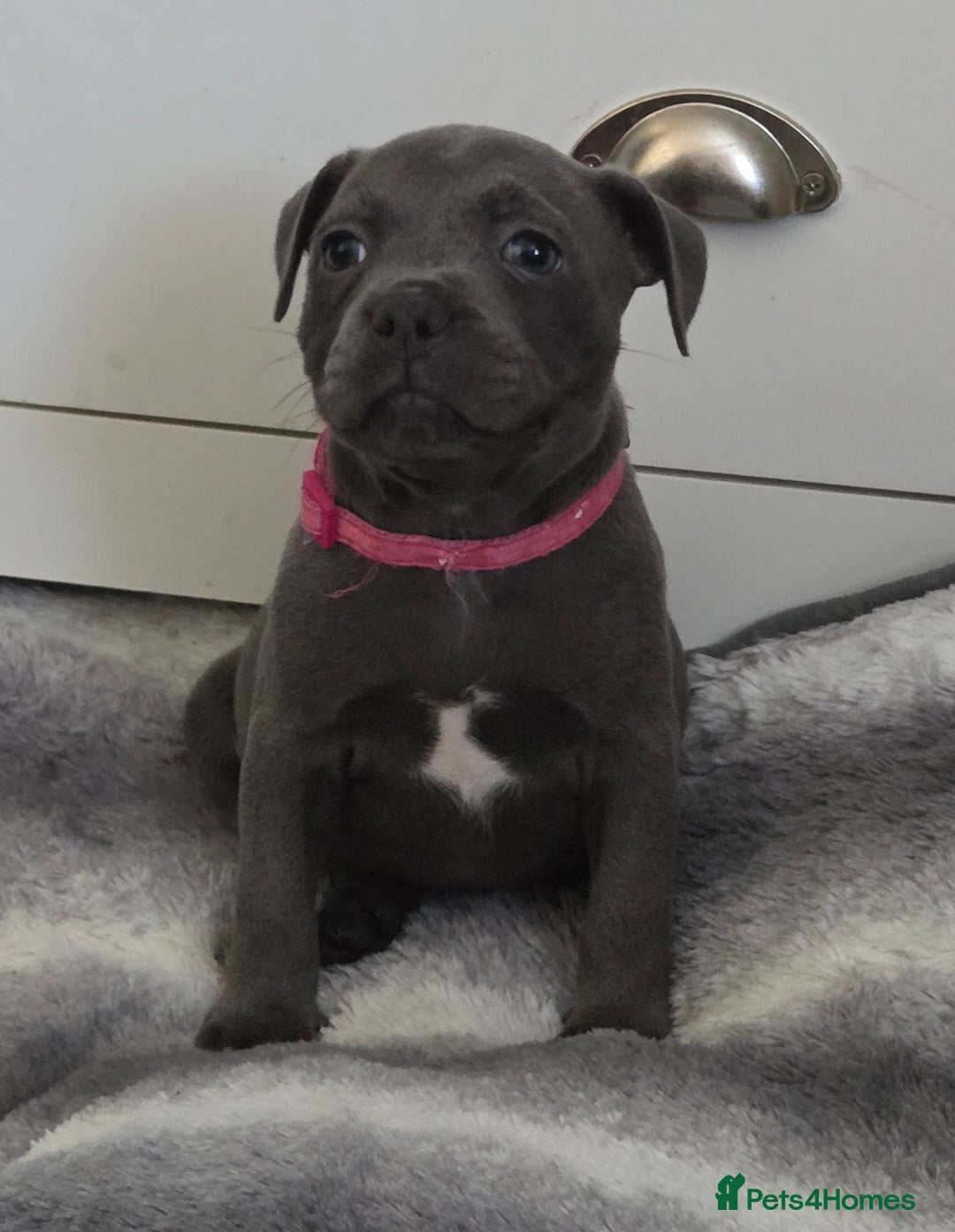 Staffordshire Bull Terrier dogs for sale: LAST 2 BLUE REGIMENT GIRLS  - Image 25