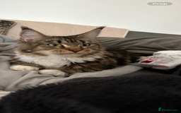 Maine Coon cats for sale: Gorgeous Maine Coon Cross Kittens - Image 13