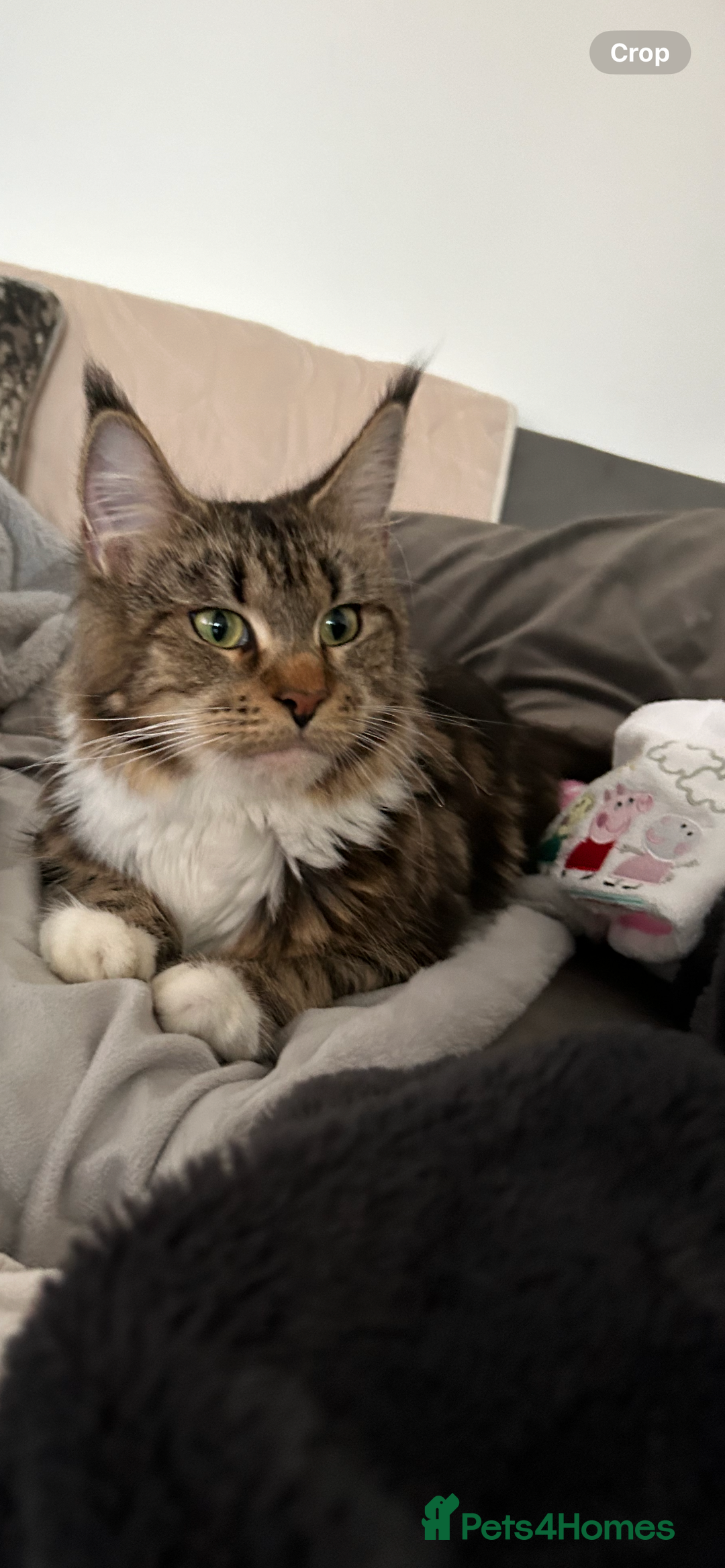 Maine Coon cats for sale: Gorgeous Maine Coon Cross Kittens - Image 13