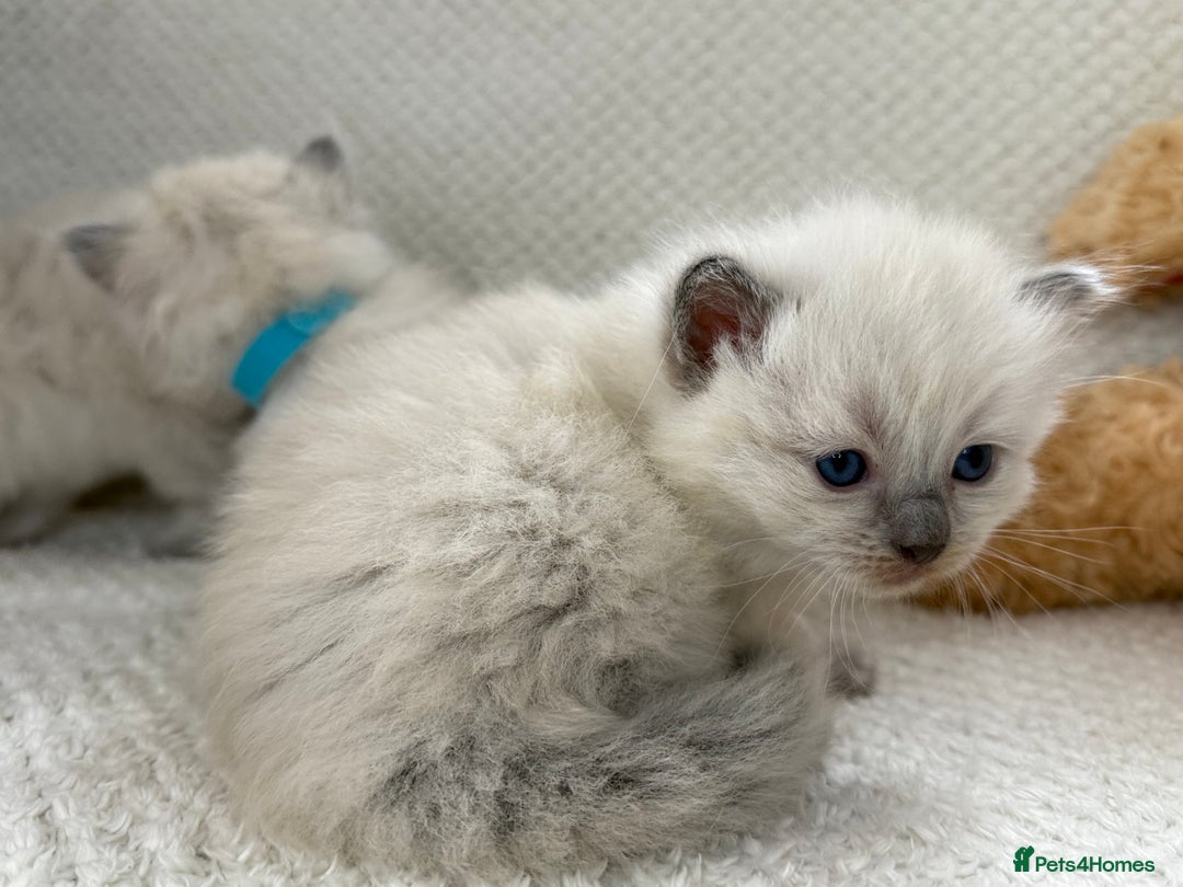 Ragdoll cats for sale: Stunning Bluepoint Ragdoll Kittens for sale - Image 28