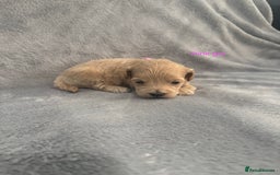 Maltipoo dogs for sale: 5 beautiful Maltese pups for sale - Image 4