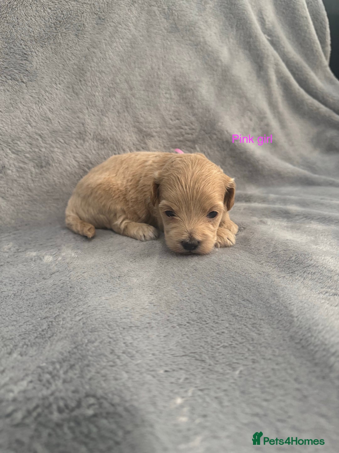 Maltipoo dogs for sale: 5 beautiful Maltese pups for sale - Image 4