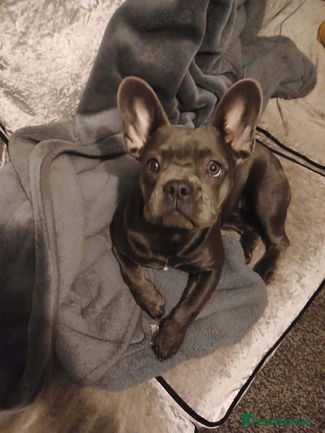 French Bulldog dogs for sale: French bulldog  - Advert 2