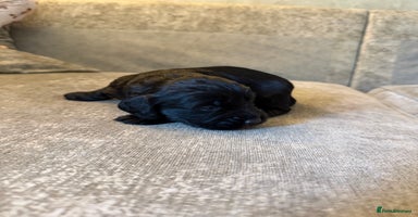 Cocker Spaniel dogs Kc reg short tailed working cocker spaniel - Advert 3