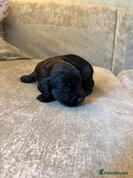 Cocker Spaniel dogs Kc reg short tailed working cocker spaniel - Advert 3