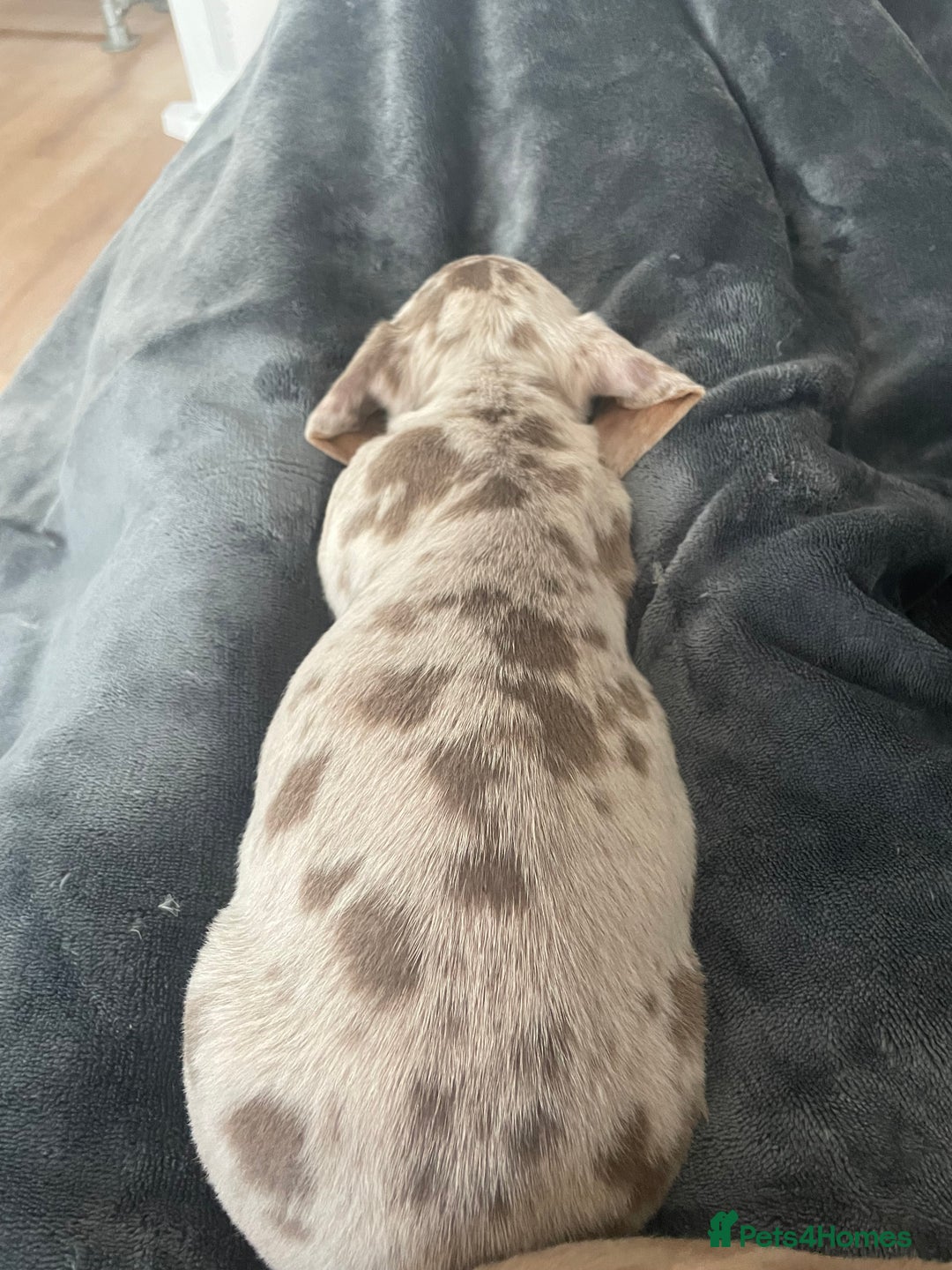 Miniature Dachshund dogs for sale: 2 x Miniature dachshund  - Image 6