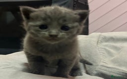 Russian Blue cats for sale: One beautiful Russian blue girl left 🩷 - Advert 12