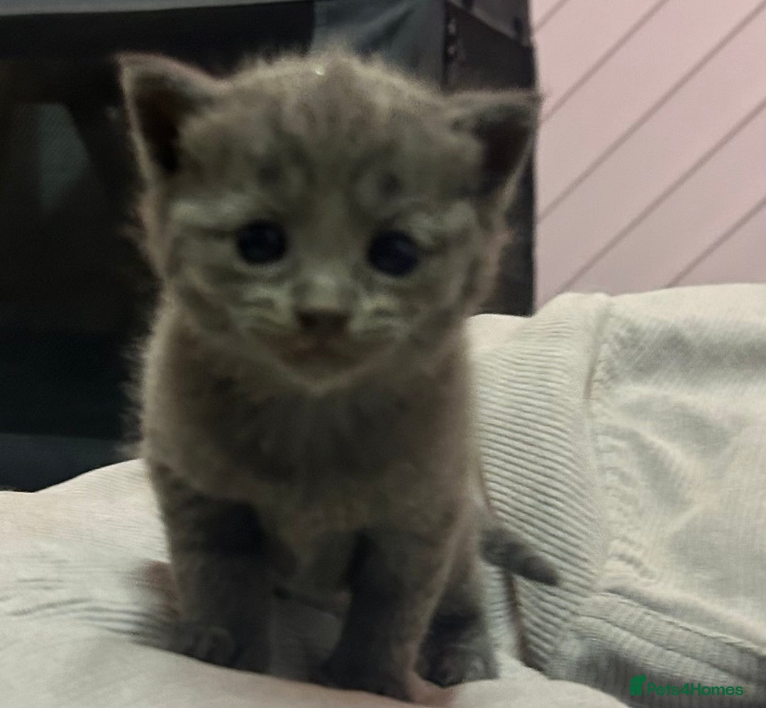 Russian Blue cats for sale: One beautiful Russian blue girl left 🩷 - Advert 12