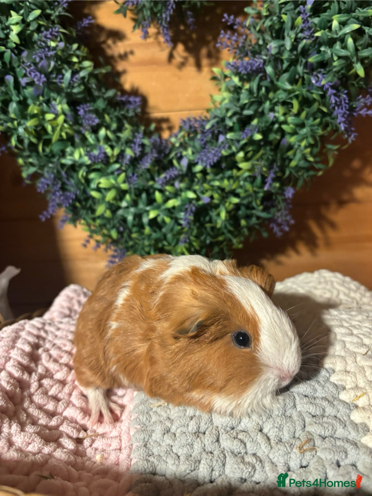 Guinea Pig rodents Baby guinea pigs  - Advert 15
