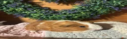 Guinea Pig rodents for sale: Baby guinea pigs  - Advert 1