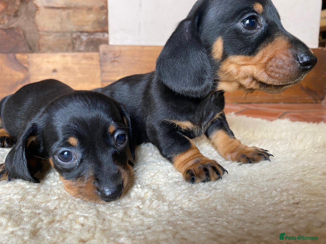 Dachshund dogs for sale: Miniature Dachshund Puppies   - Image 10