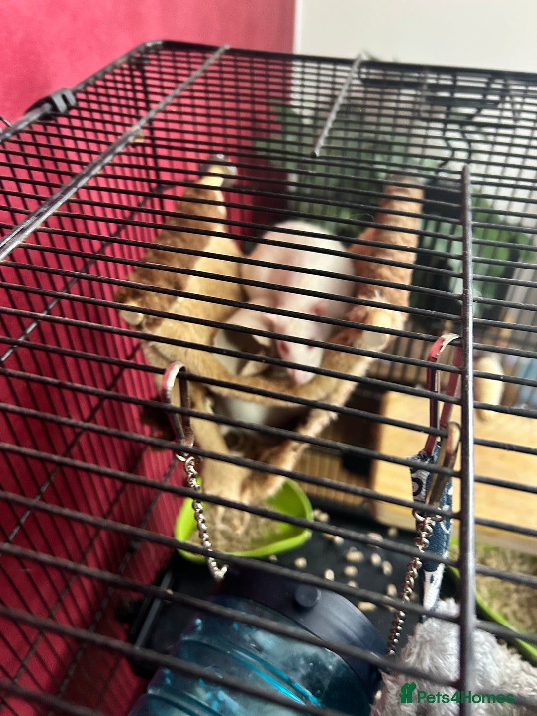 Rat rodents for sale: Free to good home - Advert 2