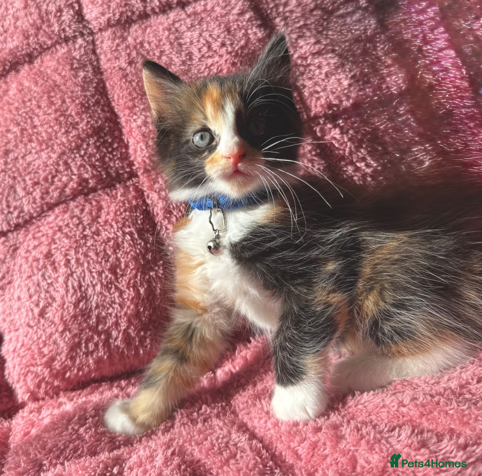 Maine Coon cats LAST GIRL -Calico MaineCoon Cross Kitten - Advert 14
