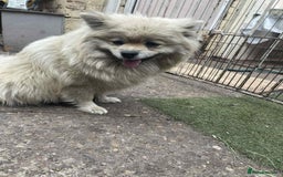 Pomeranian dogs for sale: Pomeranian spitzz - Image 4