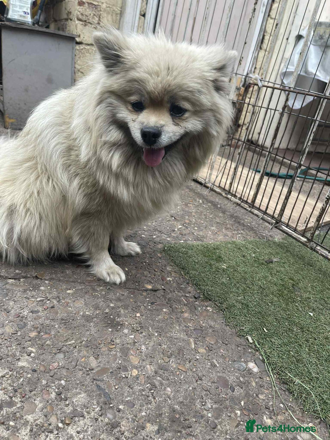 Pomeranian dogs for sale: Pomeranian spitzz - Image 4