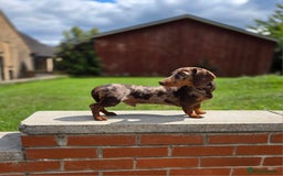 Miniature Dachshund dogs for stud: Choc & Tan Minature Dachshund STUD - Image 1