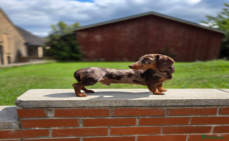 Miniature Dachshund dogs - Advert 1