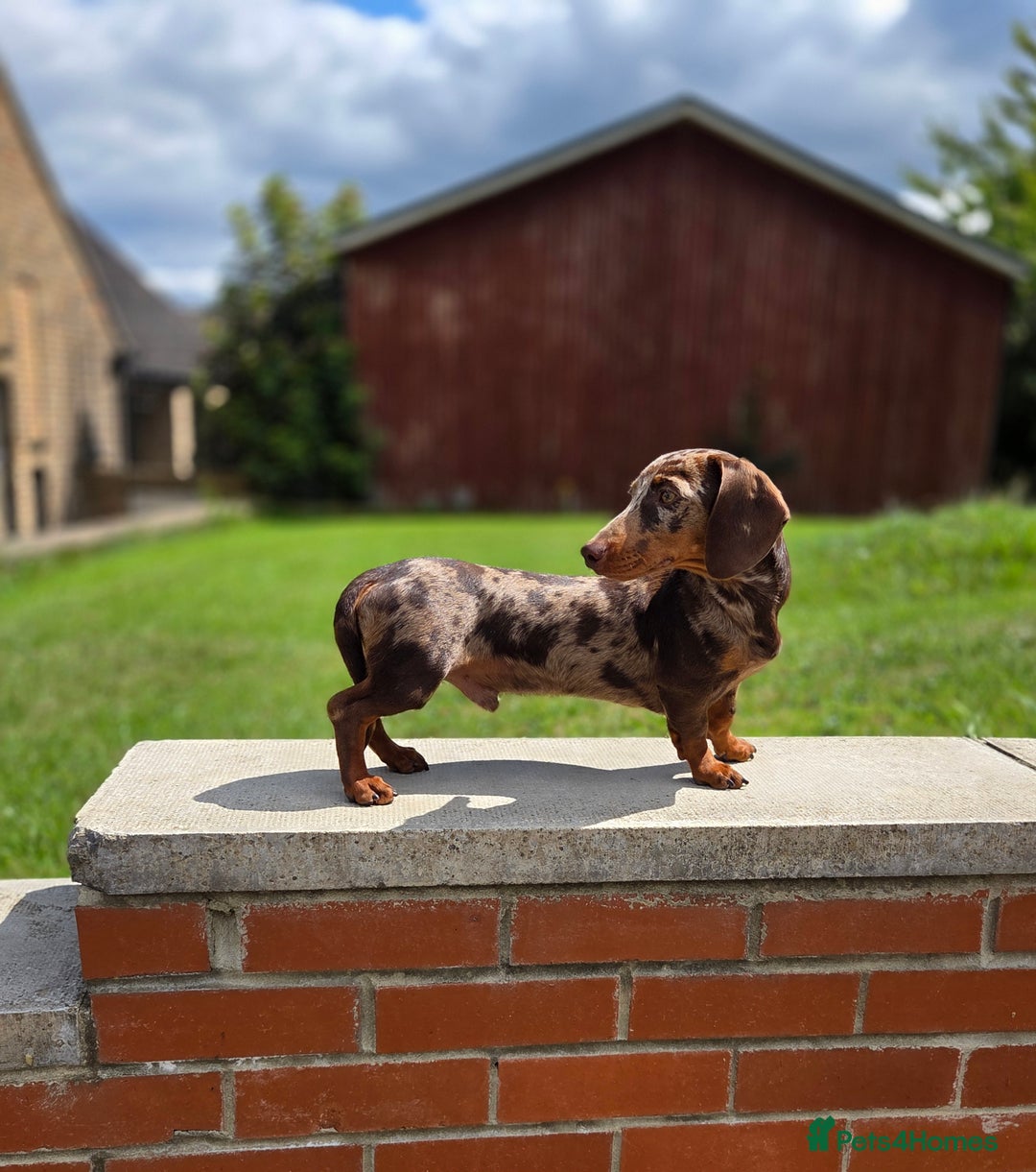 Miniature Dachshund dogs for stud: Choc & Tan Minature Dachshund STUD - Image 1