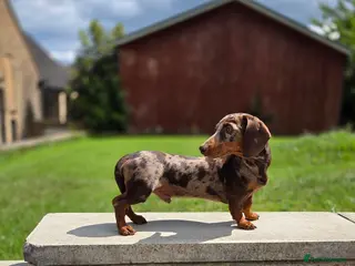 Miniature Dachshund dogs Choc & Tan Minature Dachshund STUD - Advert 16