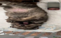 Pomeranian dogs for sale: GORGEOUS POMERANIAN PUPPIES  - Image 12