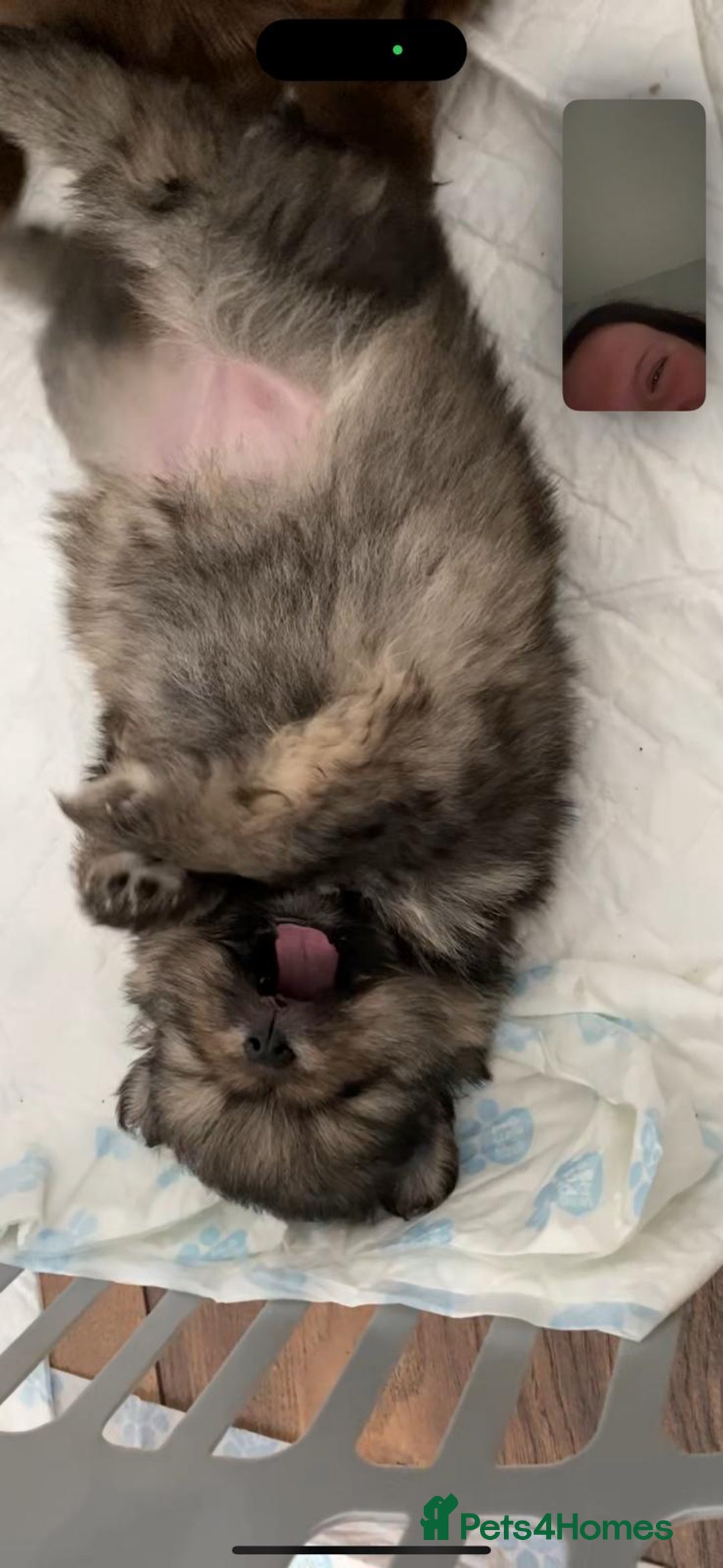 Pomeranian dogs for sale: GORGEOUS POMERANIAN PUPPIES  - Image 12