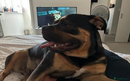 Mixed Breed dogs for sale: Lokii - Advert 5