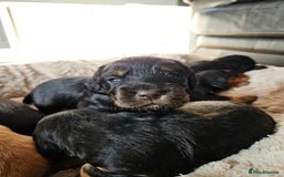 Cocker Spaniel dogs for sale: Working Cocker Spaniel Puppies  - Image 9