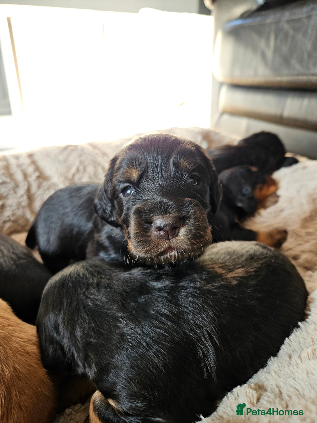 Cocker Spaniel dogs for sale: Working Cocker Spaniel Puppies  - Image 9
