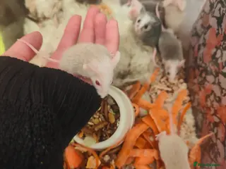 Mouse rodents asf mice - Advert 2