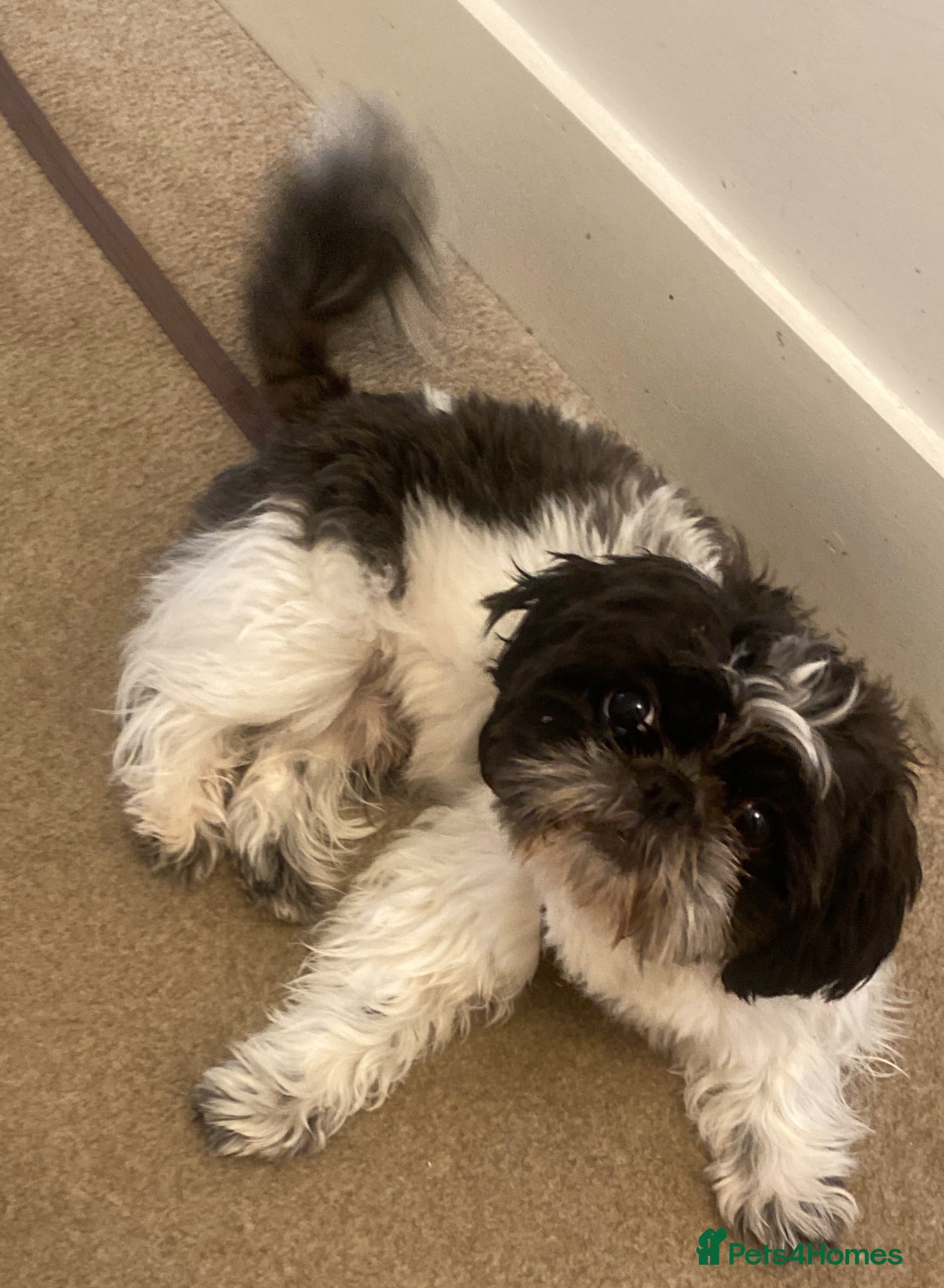 Shih Tzu dogs Pedigree Shih Tzu boy - Advert 1