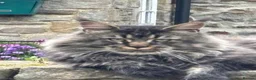 Maine Coon cats for sale: Beautiful TICA registered Maine Coon kittens in Darlington - Advert 17