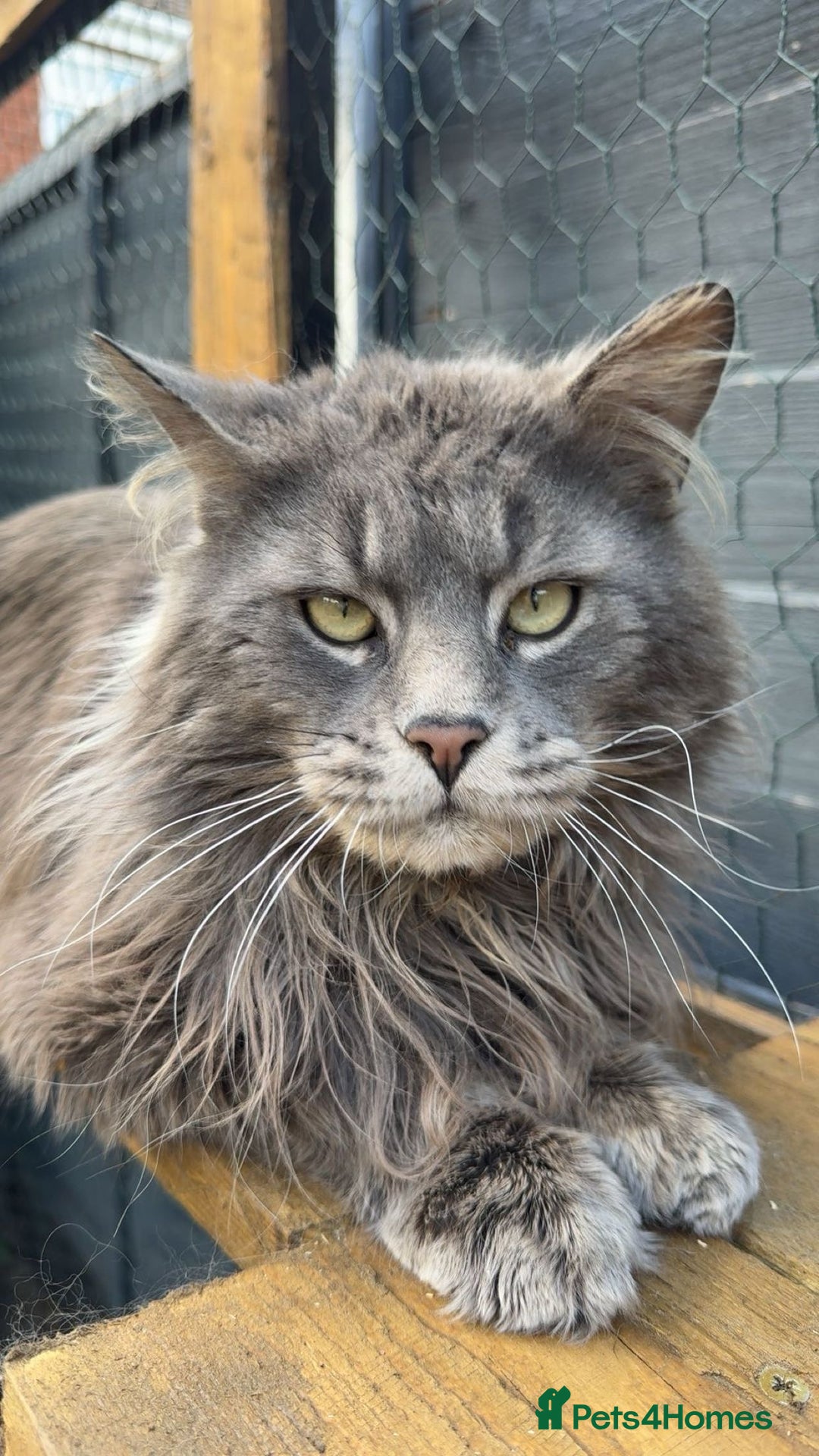 Maine Coon cats for sale: Plush PusZ XXL TICA registered Maine Coon Kittens - Advert 19