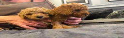 Cockapoo dogs for sale: STUNNING RED COCKAPOO PUPPIES - Advert 7