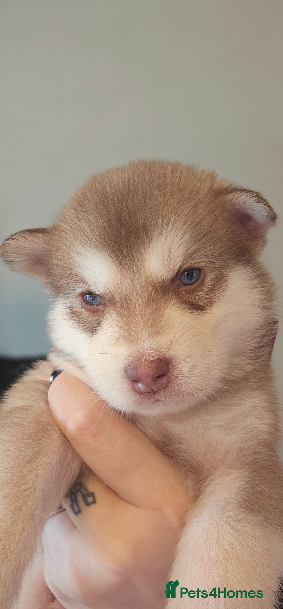 Alaskan Malamute dogs for sale: 3/4 Alaskan Malamute 1/4 Husky - Image 1