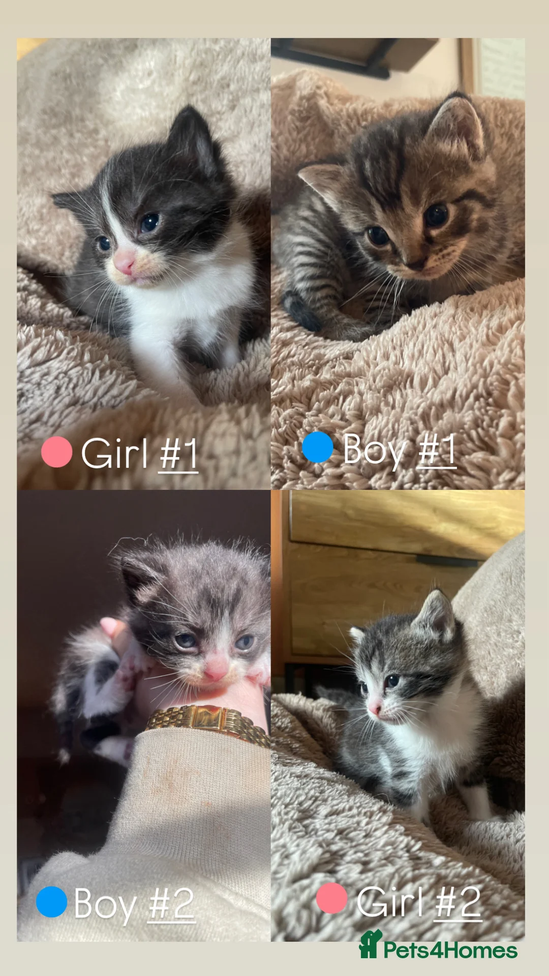Ragdoll cats for sale: Ragdoll x tabby kittens  - Advert 2