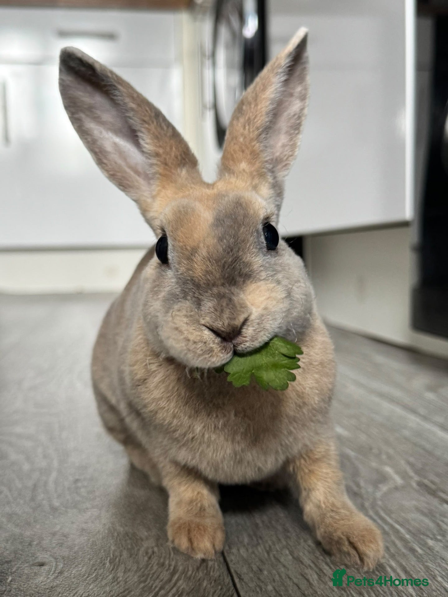 Rex rabbits Mini Rex Male  - Advert 1