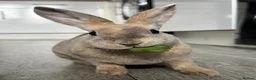Rex rabbits for sale: Mini Rex Male  in Northampton - Advert 1