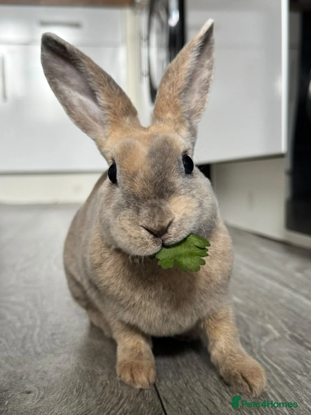 Rex rabbits for sale: Mini Rex Male  in Northampton - Advert 1
