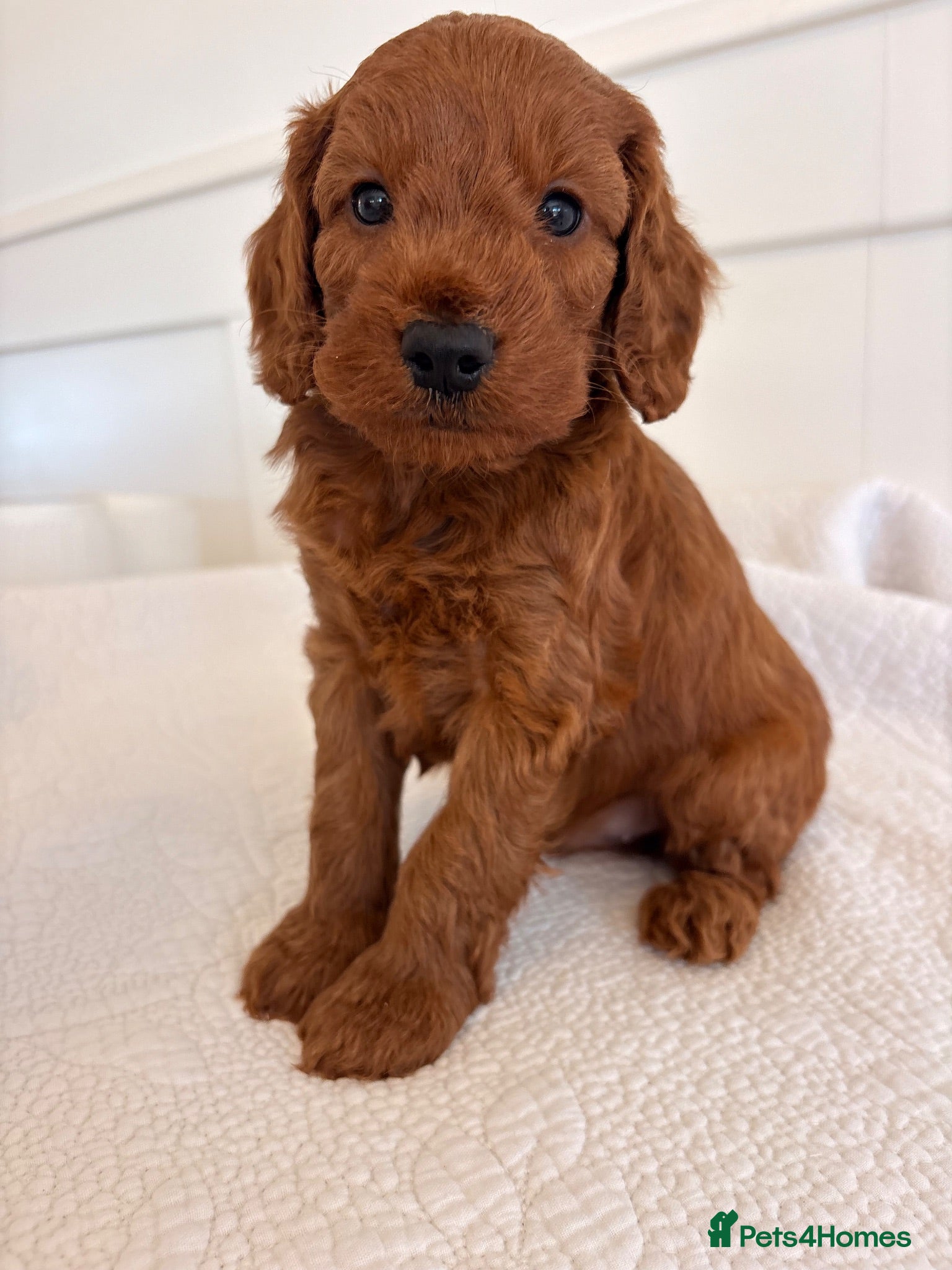Cockapoo dogs LICENSED BREEDER HEALTH TESTED COCKAPOOS  - Advert 1