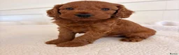 Cockapoo dogs for sale: LICENSED BREEDER HEALTH TESTED COCKAPOOS  - Advert 1
