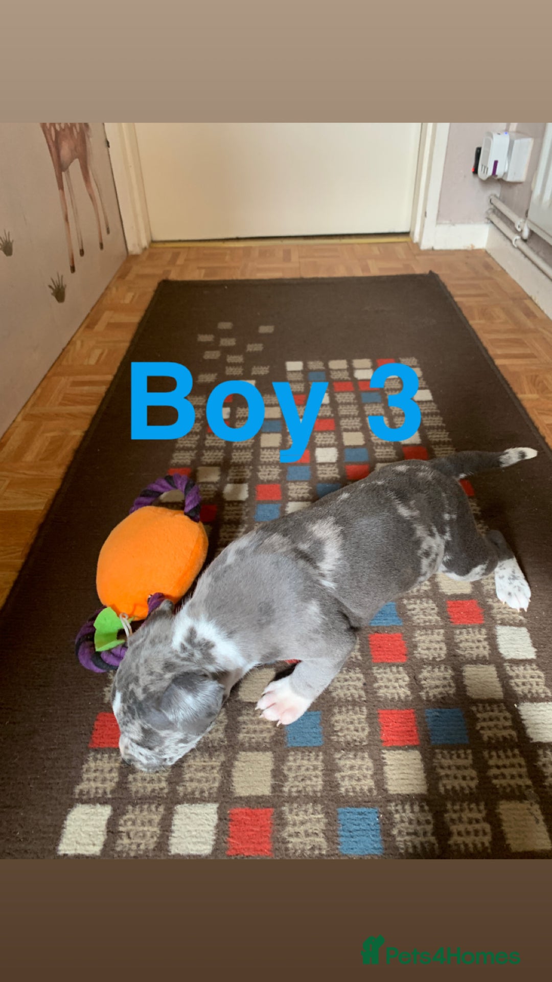 Staffordshire Bull Terrier dogs for sale: RARE BLUE MERLE STAFFORDSHIRE BULL TERRIER PUPPIES - Image 25