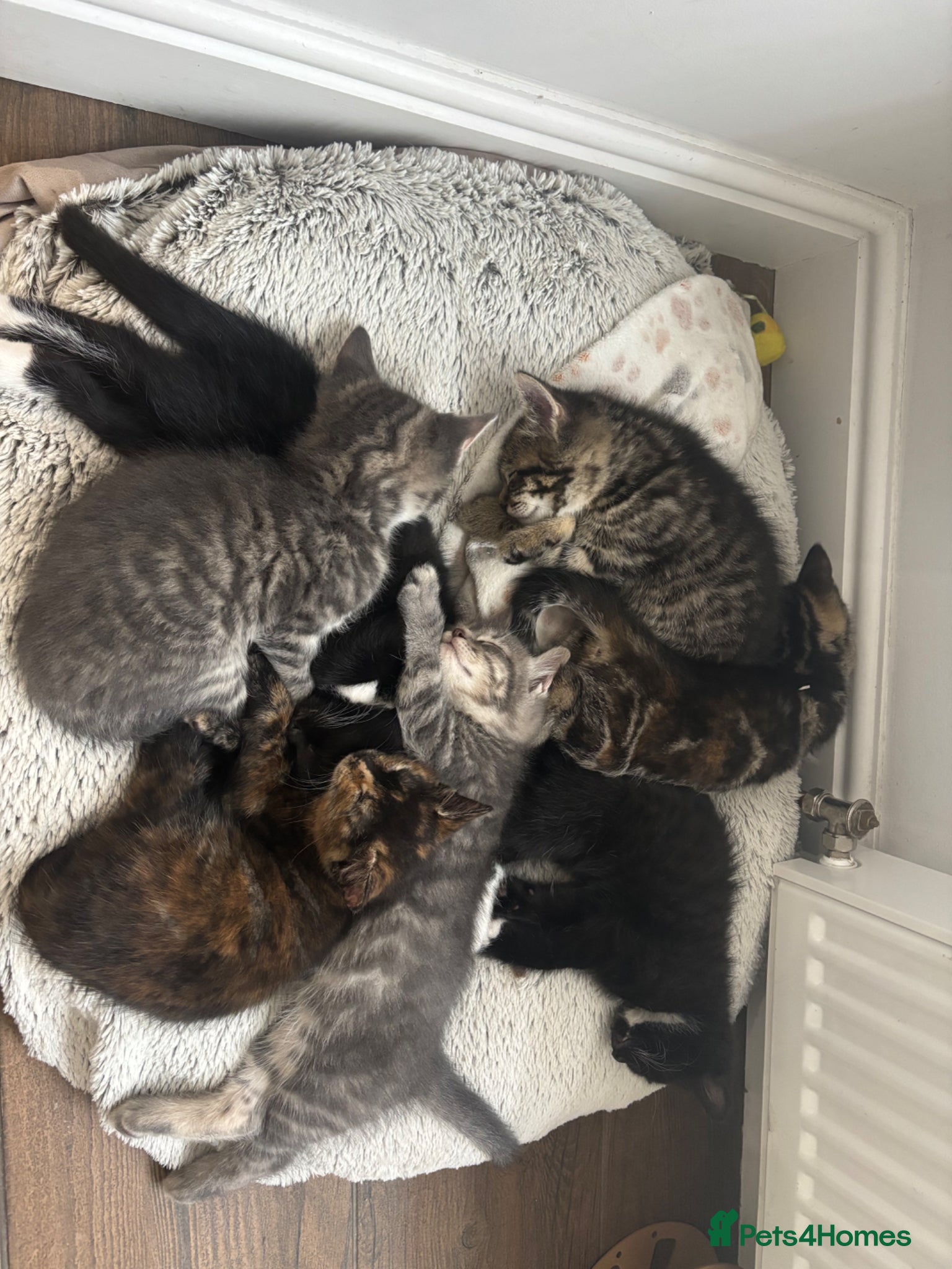 Mixed Breed cats for sale: 10 week old kittens for sale :) - Advert 1