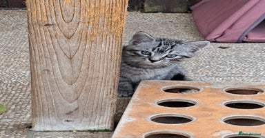 Siberian cats Stunning litter of Siberian x kittens - Advert 1