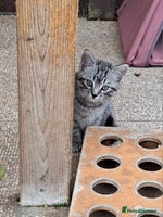 Siberian cats Stunning litter of Siberian x kittens - Advert 1