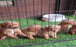 Cavapoo dogs for sale: Adorable F1 Cavapoo puppies  - Advert 8