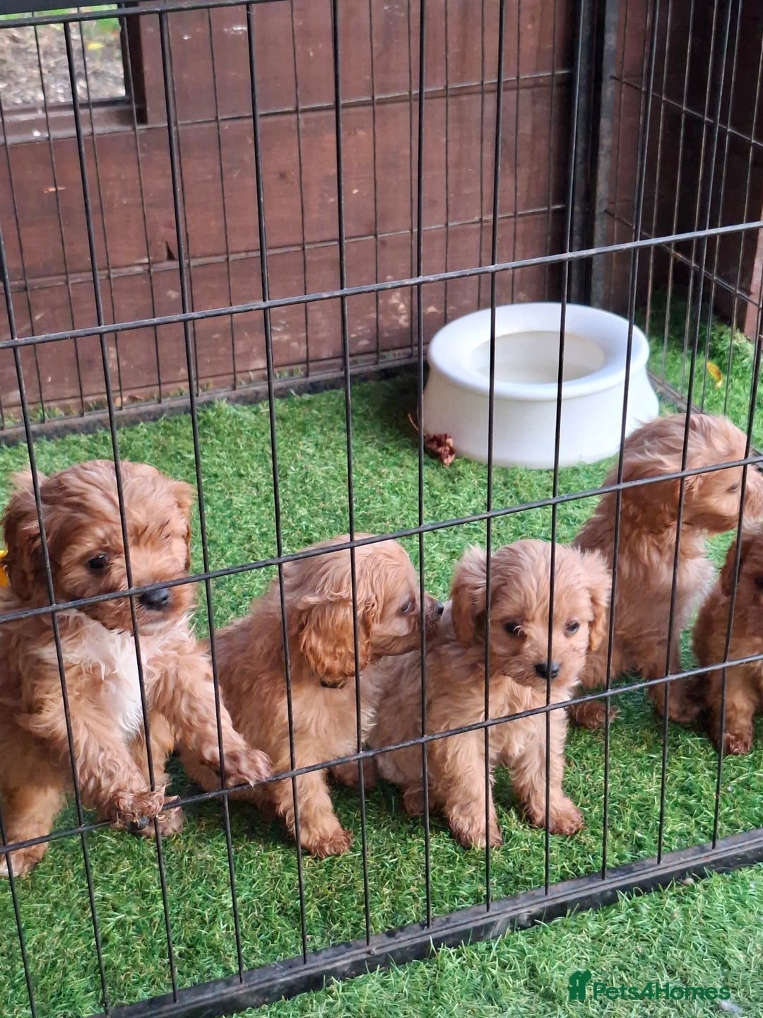 Cavapoo dogs for sale: Adorable F1 Cavapoo puppies  - Advert 8