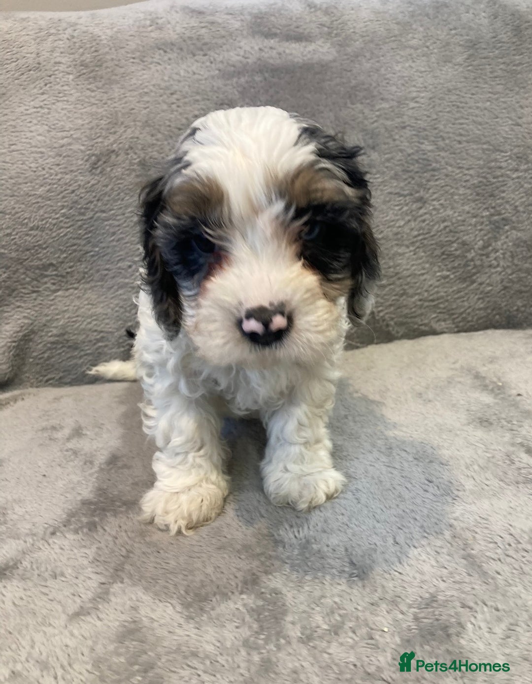 Cavapoo dogs for sale: WAITING LIST NOW OPEN Extremely Rare Merle F1  - Advert 14