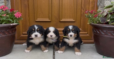 Bernese Mountain Dog dogs - Advert 10