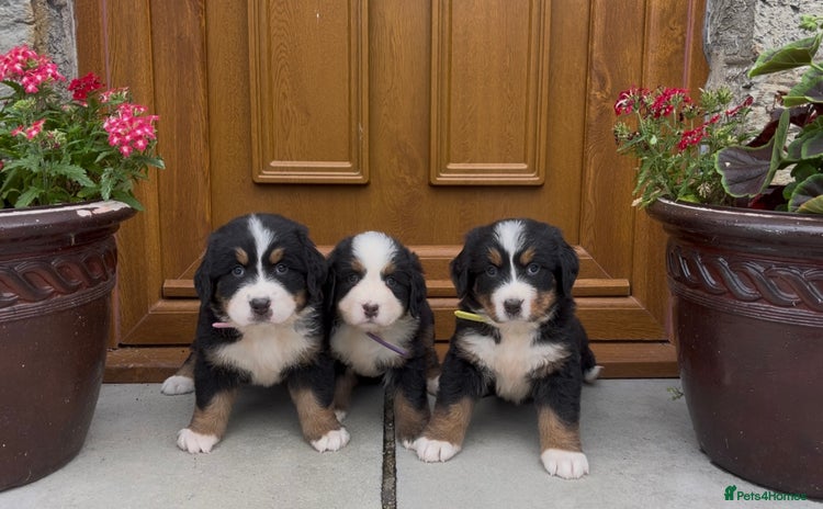 Bernese Mountain Dog dogs - Advert 1